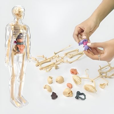 Modelo de aprendizaje de anatomía del cuerpo humano en 3D | FLESHTOPIA